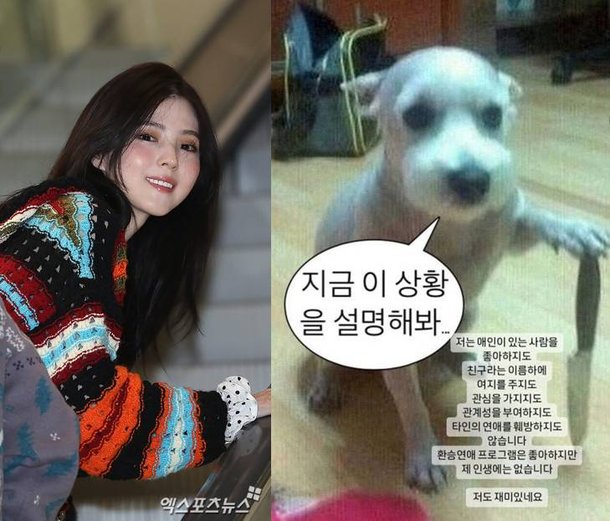 넌 할 수 있어 동물 밈