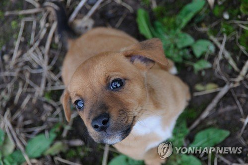 서울 다섯 집 중 한 집꼴 반려동물…1인 가구는 고양이 선호 : 네이트 뉴스