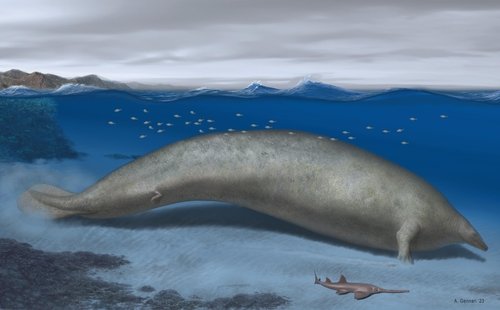 [사이테크] 사상 최대 동물 바뀌나…quot;최대 340t 고대 고래 화석 발견quot;