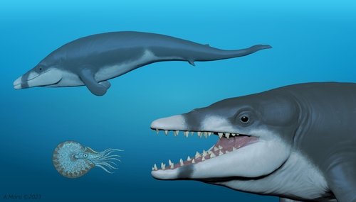 [사이테크] 4천100만년 전 수중 적응기 고래 발견…이름은 투탕카멘 고래