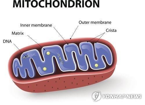 [사이테크] 미토콘드리아 DNA가 모계로만 유전되는 이유 찾았다