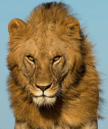 [사이테크] 사자보다 사람이 더 무섭다…quot;아프리카 동물 사람 공포 극심quot;