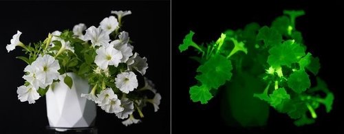 [사이테크] 조명처럼 빛내는 화초…유전자 조작 자체 발광 식물 개발