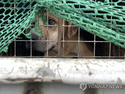 개 도살 의뢰받아 전기 쇠꼬챙이로 감전시켜…60대 벌금형 집유