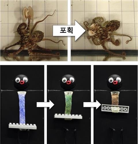 문어처럼 색 바꾸는 소프트 로봇 '옥토이드'의 혁신!