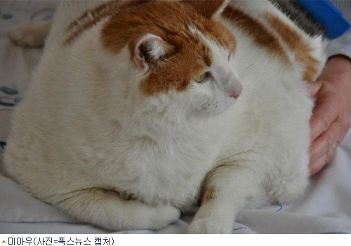 17Kg 비만 고양이 미아우, 폐 이상으로 죽어 : 네이트 뉴스
