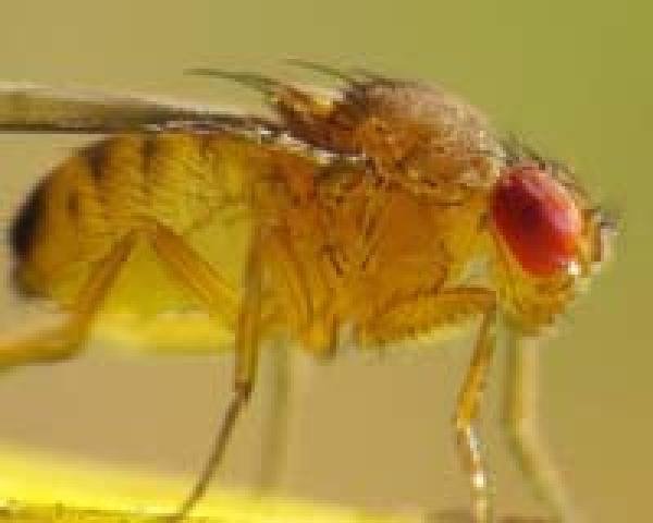 가정집에 출몰하는 '먼다'를 아십니까? : 네이트 뉴스 가정집에 출몰하는 '먼다'를 아십니까? : 네이트 뉴스