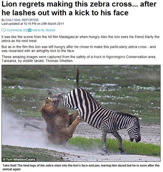 Lion regrets making this zebra cross after he lashes out with a kick to  his face