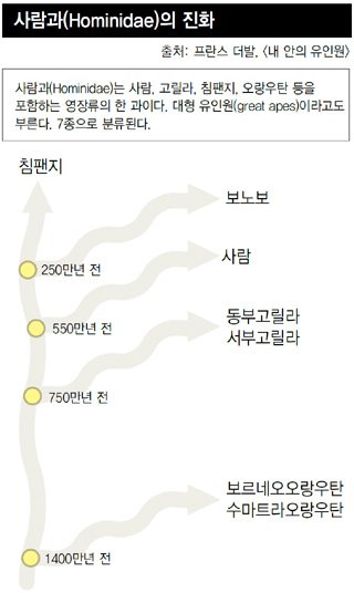 흰개미를 먹는 침팬지