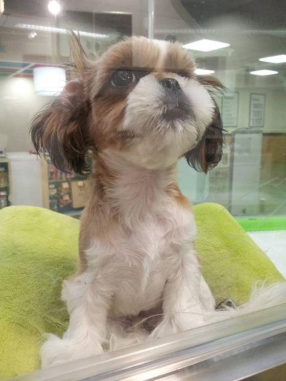 크리스마스 선물용 강아지? 3년 할부에 떨이 세일까지… : 네이트 뉴스 크리스마스 선물용 강아지? 3년 할부에 떨이 세일까지… : 네이트 뉴스