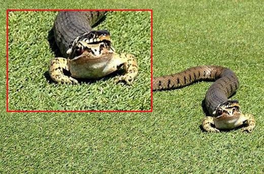 뱀 머리 정면 모습