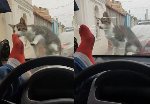 고양이 놀래키려다 차 앞유리 박살낸 남성 : 네이트 뉴스