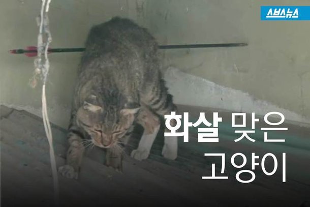 스브스뉴스]고양이 몸 관통한 양궁용 화살 '잔혹'…대체 누가? : 네이트뉴스