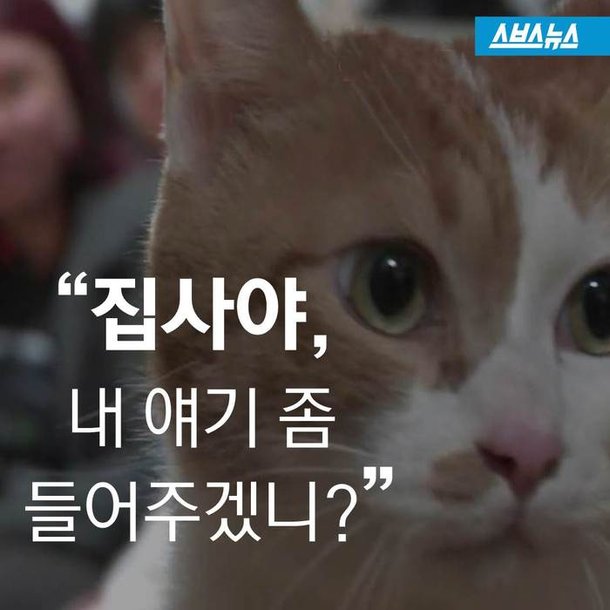 스브스뉴스]하루종일 끊임없이 우는 고양이…귀여운 '반전' : 네이트뉴스