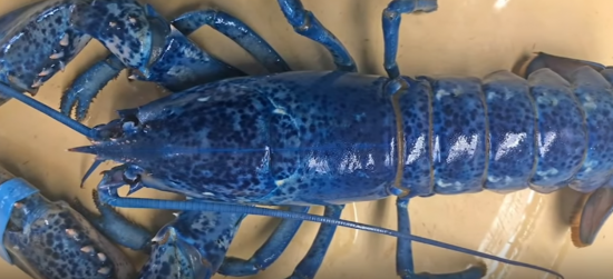 '파란 가재'가 있다고?…랍스터 가게 주인도 깜짝 : 네이트 뉴스