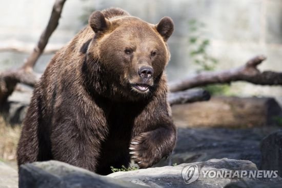 '전과 2범' 불곰, 조깅 청년 습격 사망…伊당국 추적 중 : 네이트 뉴스