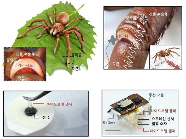 Researchers develop spider-inspired frequency damper for biosignal ...