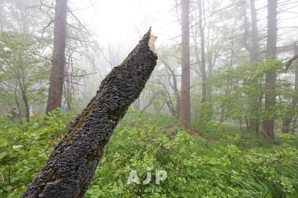 PHOTOS: Hidden treasures of Mount Daedeok highlands : 네이트 뉴스