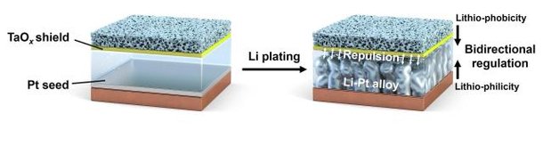 Two coatings curb dendrites in anode-free batteries : 네이트 뉴스