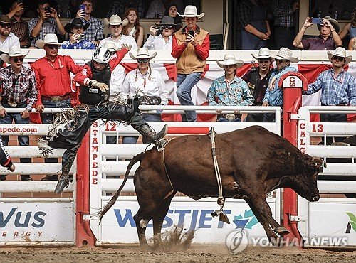 Calgary Stampede Rodeo : 네이트 뉴스