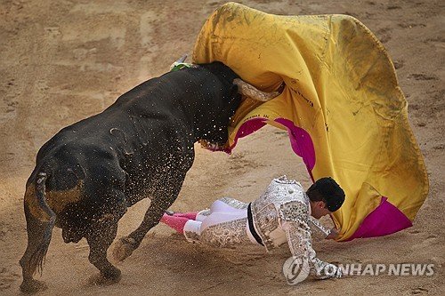 Spain Running of the Bulls : 네이트 뉴스