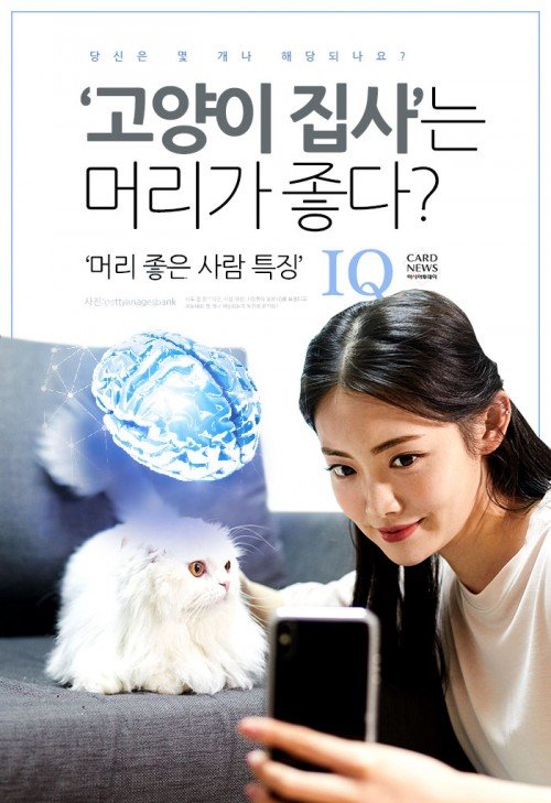 [카드뉴스] 고양이 키우는 사람이 머리가 좋다?…'머리 좋은 사람 특징' : 네이트 뉴스