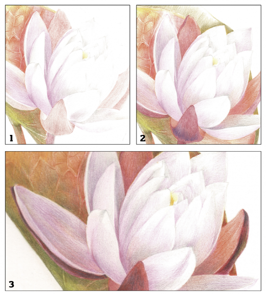 [쉽게 배우는 컬러링]수면 위 태양의 꽃 수련 네이트 뉴스