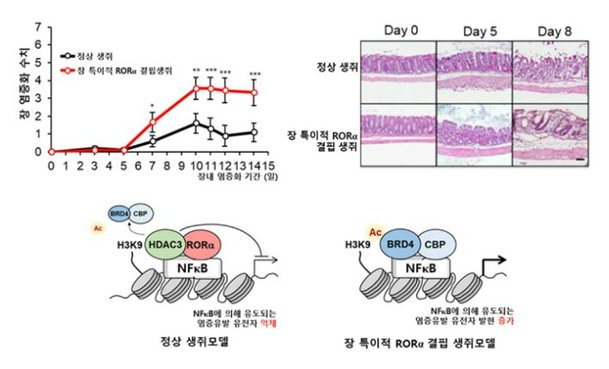 장 내 염증 억제하는 새로운 원리 발견…