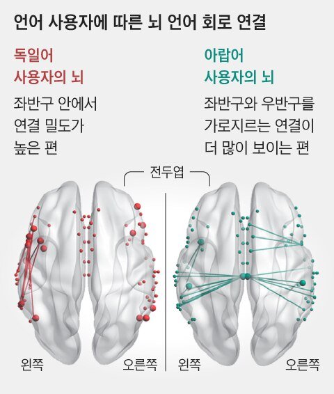 언어가 사람의 뇌 구조까지 바꿔 : 네이트 뉴스