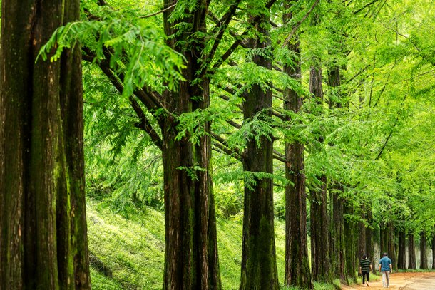 Immersed in nature: Damyang's paths of sound and stillness : 네이트 뉴스