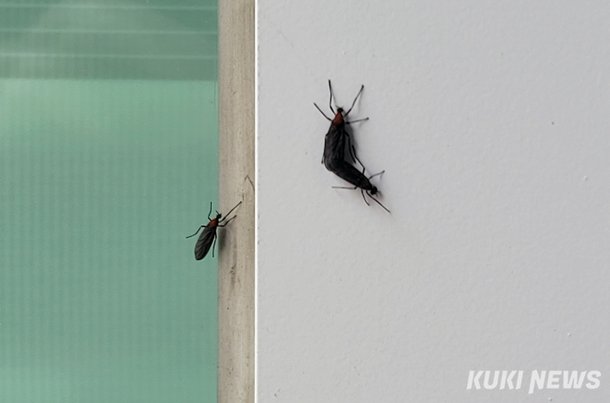 폭염·폭우에 '러브버그' 비상…방제 대응 본격화 : 네이트 뉴스