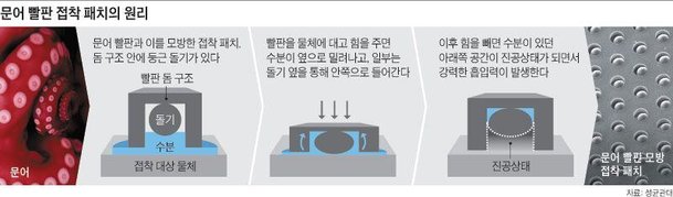 [사이언스샷] 주사기는 가라, 문어 빨판이 맡는다 : 네이트 뉴스