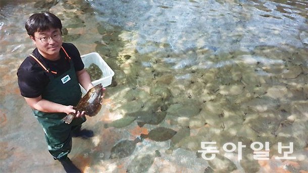 양어장 빅데이터 모아 질병 미리 예방…건강한 제주 광어 비결 : 네이트 뉴스