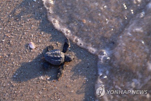 MIDEAST ISRAEL LOGGERHEAD SEA TURTLES : 네이트 뉴스