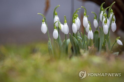 HUNGARY WEATHER SNOWDROP : 네이트 뉴스