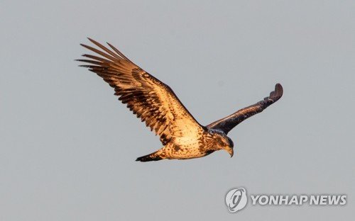 USA BALD EAGLES MASSACHUSETTS : 네이트 뉴스