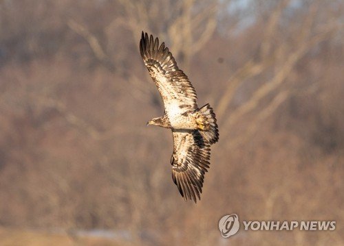 USA BALD EAGLES MASSACHUSETTS : 네이트 뉴스