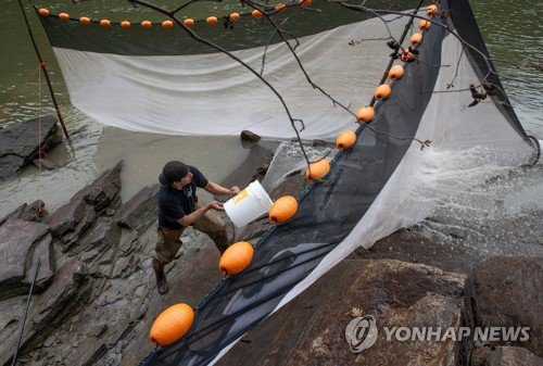 USA MAINE ELVERS FISHING : 네이트 뉴스