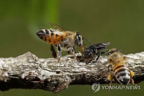 COSTA RICA BEES : 네이트 뉴스