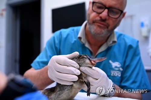 AUSTRALIA ANIMALS PLATYPUS RESCUE CENTRE : 네이트 뉴스