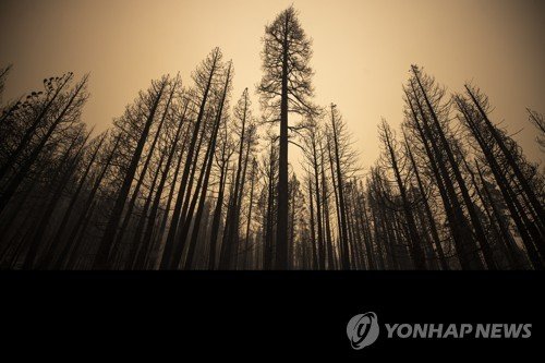USA WILDFIRE WINDY FIRE SEQUOIA NATIONAL FOREST : 네이트 뉴스