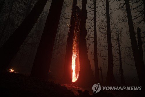 USA WILDFIRE WINDY FIRE SEQUOIA NATIONAL FOREST : 네이트 뉴스