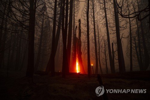 USA WILDFIRE WINDY FIRE SEQUOIA NATIONAL FOREST : 네이트 뉴스