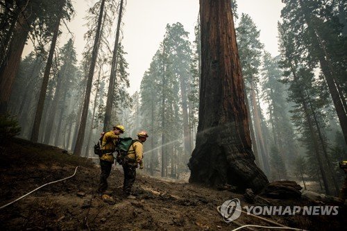 USA WILDFIRE WINDY FIRE SEQUOIA NATIONAL FOREST : 네이트 뉴스
