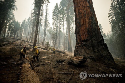 USA WILDFIRE WINDY FIRE SEQUOIA NATIONAL FOREST : 네이트 뉴스