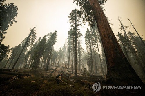 USA WILDFIRE WINDY FIRE SEQUOIA NATIONAL FOREST : 네이트 뉴스