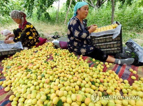 KYRGYZSTAN AGRICULTURE : 네이트 뉴스