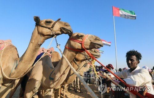 EGYPT CAMEL RACE : 네이트 뉴스