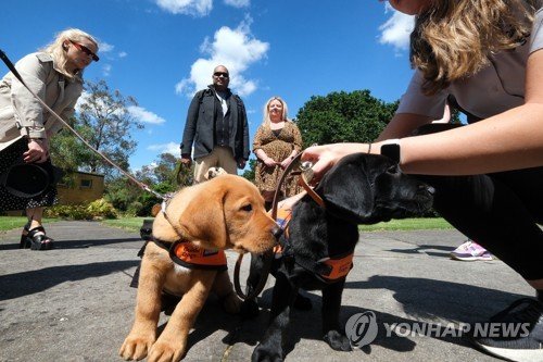 AUSTRALIA ANIMALS GUIDE DOGS GRADUATION : 네이트 뉴스