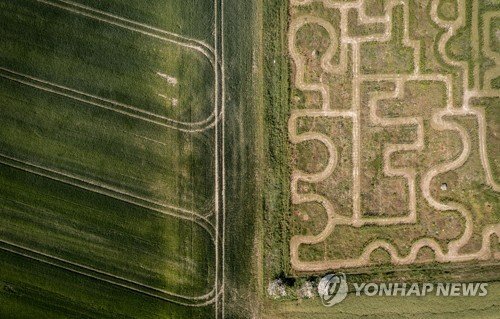 DENMARK LABYRINTH : 네이트 뉴스